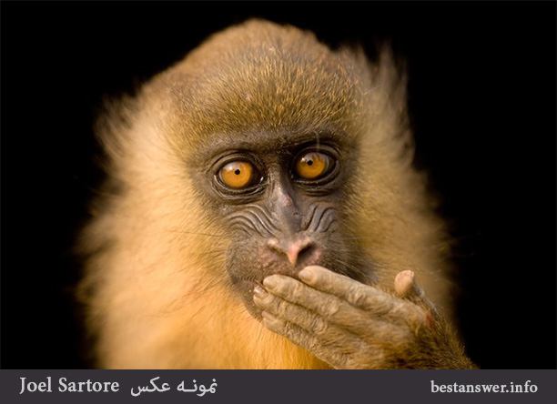 عکس میمون - نمونه عکس های جوئل سارتوره از حیوانات و طبیعت
