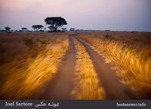 عکس تک درخت - نمونه عکس های جوئل سارتوره